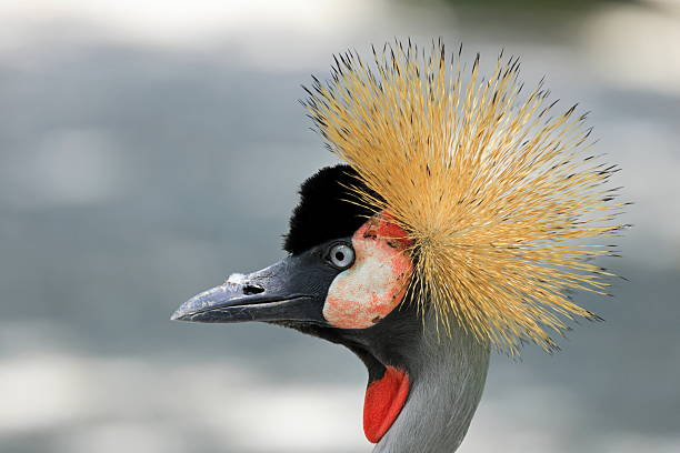 Portrait of a crowned crane. Balearica pavonina.