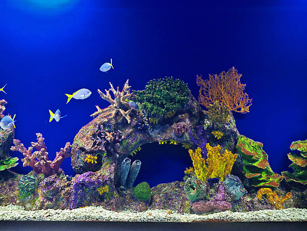Underwater world. Serene aquarium scene with fish, bubbles, plants, and rocks. Aquatic life concept. Great for nature, relaxation, and calm themes.