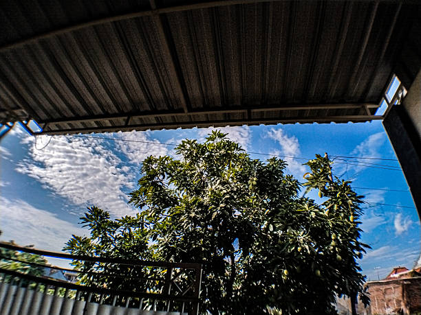 A shot from a terrace showing a lush green mango tree against a bright blue sky, framed by the dark lines of a corrugated metal canopy