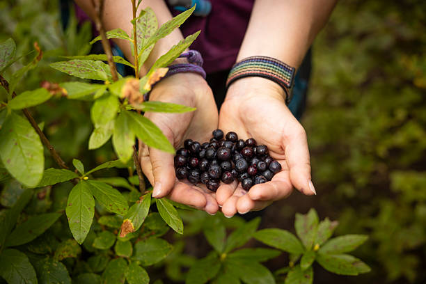 Woman's hands holding wild blueberries from bush