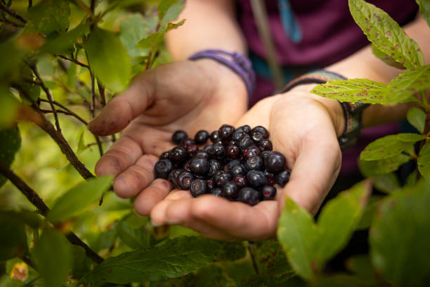Young backpacking woman picks wild blueberries from bush, Whistler, British Columbia