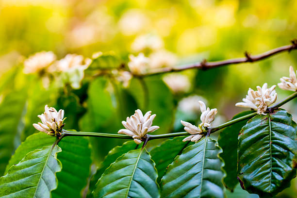 White coffee blossoms bloom along an arabica coffee branch, surrounded by lush green leaves in natural sunlight. The image represents freshness, origin, and the early stage of coffee production, symbolizing growth, sustainability, and the connection between nature and coffee culture.