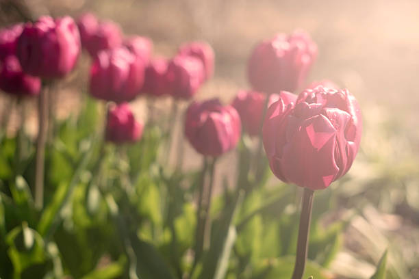 Red tulips shining in the light