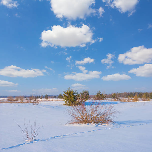 wide winter fir tree forest glade in snow under blue cloudy sky