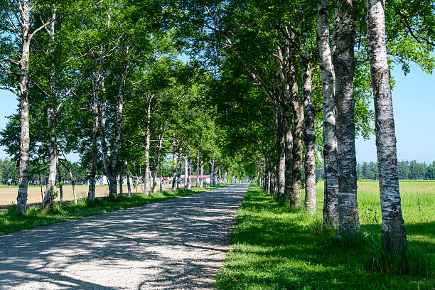 Birch tree lined street in Otofuke, Hokkaido