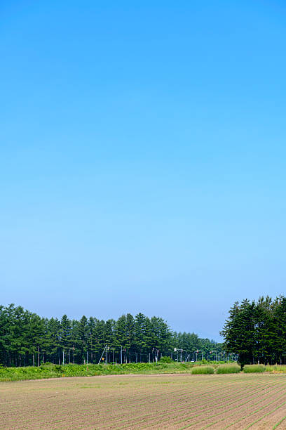 Birch tree lined street in Otofuke, Hokkaido