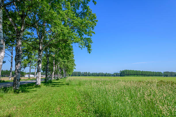 A forest on the shore of Lake Engure near flooded meadows