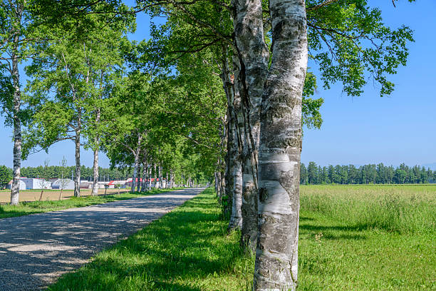 Birch tree lined street in Otofuke, Hokkaido
