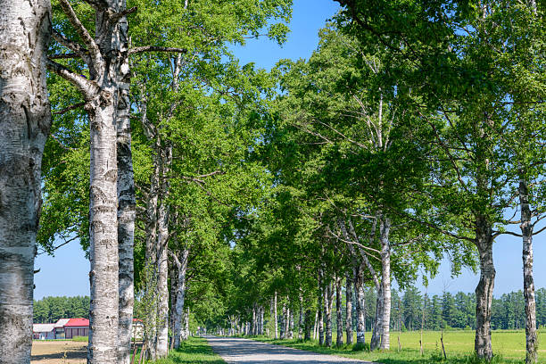 Birch tree lined street in Otofuke, Hokkaido