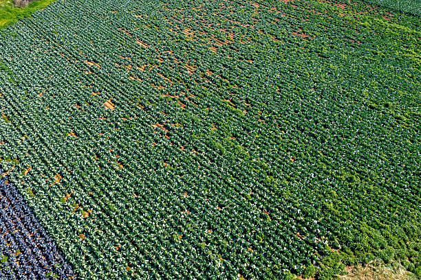 Aerial View of Green Vegetable Crop Fields in Organized Farming Rows. High quality photo