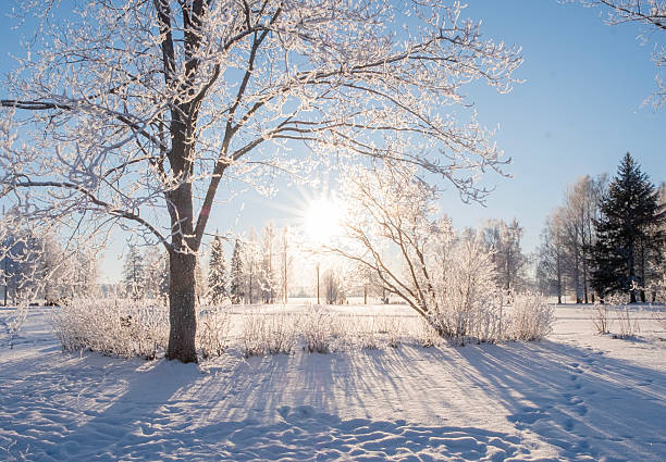 Trees covered in frost, sunbeams filtering through the branches.