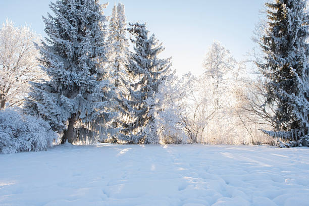 Trees covered in frost add beauty to the landscape in Lahti, Finland.