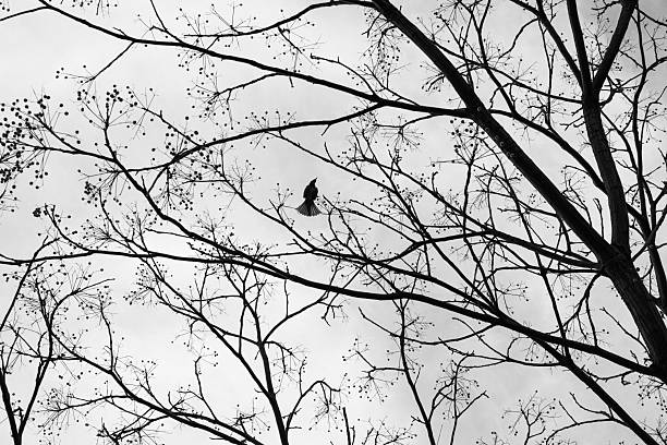 A bird trying to eat a nut