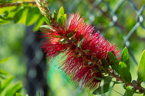 Bright close-up of a red callistemon bottlebrush flower on a green stem, set against a blurred garden background and a chain-link fence. Ideal for nature, outdoors, and colorful plant imagery.