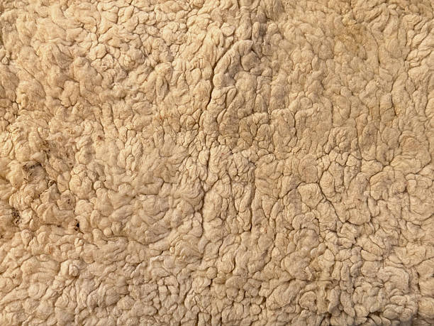 Close-up shot of raw alpaca fiber with dense, curly natural fur texture in warm beige tones. The unprocessed fleece surface is commonly used for handmade rugs, carpets, and natural yarn in textile production.Conceptalpaca fiber, alpaca wool texture, natural animal fiber, raw fleece, rug material, carpet material, handmade rug, wool carpet, textile production, yarn making, sustainable textile, organic fiber, eco friendly material, natural fabric texture, neutral background
