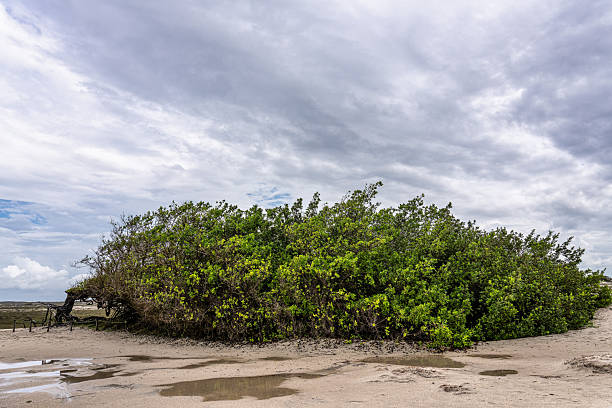Arvore da Preguica, Sloth Tree in Jericoacoara, Northeast Brazil. Summer landscape with a beautiful tree in the middle of the dunes