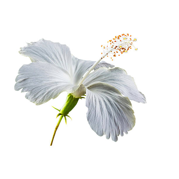 istock High-quality isolated flower on a transparent background. Perfect for wedding invitations, greeting cards, and botanical web designs. Ready for digital and print use. 2260191181