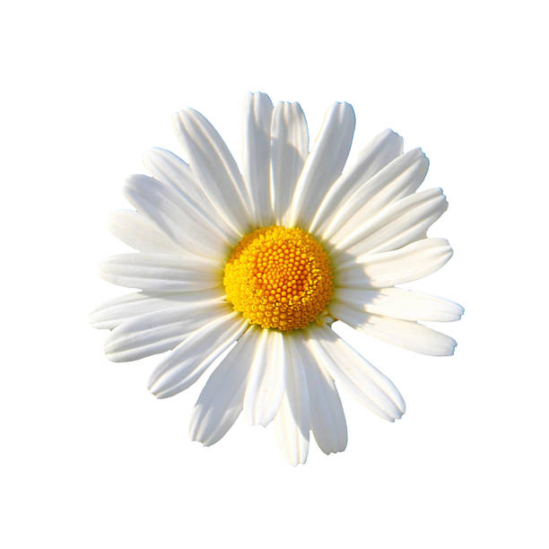 istock High-quality isolated flower on a transparent background. Perfect for wedding invitations, greeting cards, and botanical web designs. Ready for digital and print use. 2260191199