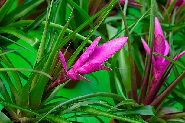 Tillandsia 'Antonio' (Tillandsia cyanea x Tillandsia platyrachis) in greenhouse