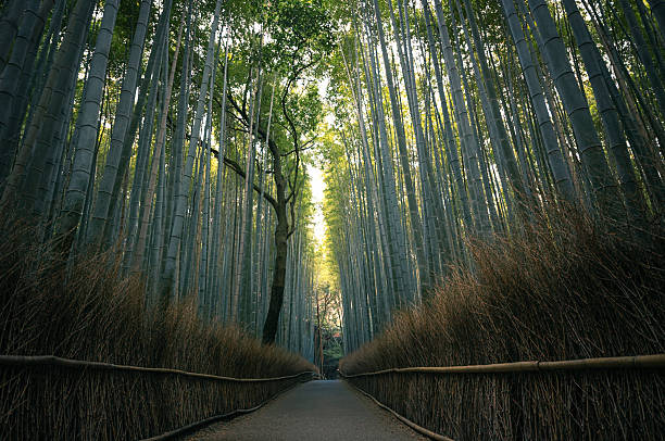 istock Bamboo Forest Pathway in Kyoto Japan. 2260191464
