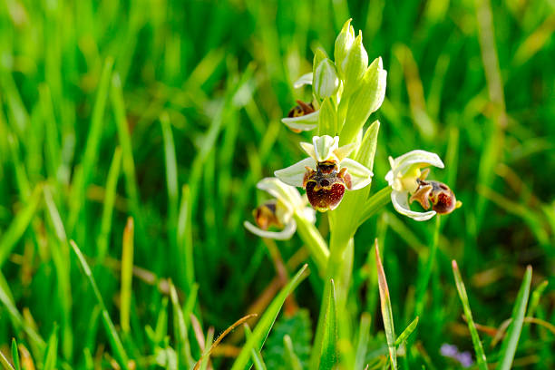 Wild orchid; Scientific name; Ophrys umbilicata
