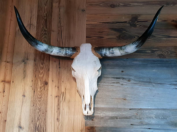 istock Texas bull skull with long horns on wooden background 2260192499