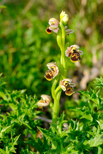 Wild orchid in nature. Scientific name; Ophrys scolopax