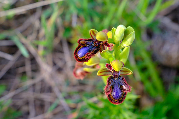 Wild mediterranean orchid of the species Ophrys oxyrrhynchos. Photo taken in Monte Orlando, Gaeta, Italy