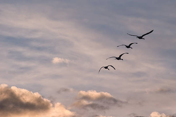 istock Swans in front of the evening sky on Lake Constance 2260195652