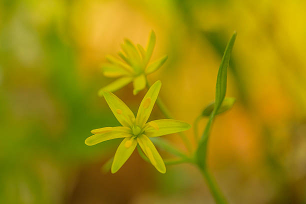 The flowers of the yellow star-of-Bethlehem, Gagea lutea