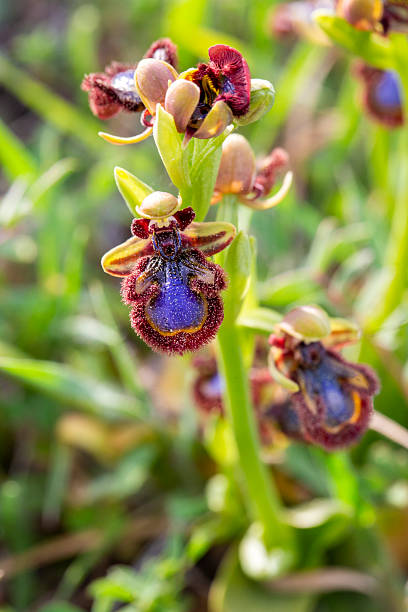 Wild orchid, scientific name; Ophrys speculum