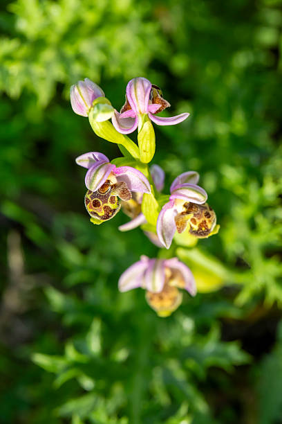 Wild orchid in nature. Scientific name; Ophrys scolopax