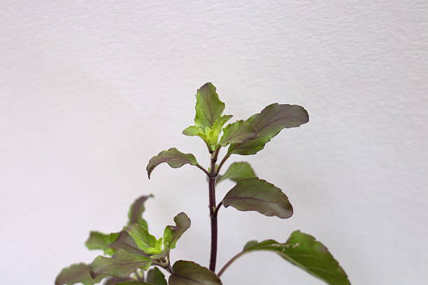 Top tree close up of Ocimum sanctum or Ocimum tenuiflorum on white background. Common name is Holy basil or Sacred basil.