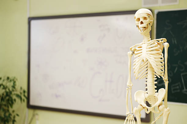 Human skeleton model sitting sideways against a white background, ideal for educational material focusing on anatomy.