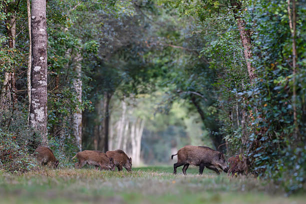 Female Wild boar with its youngs crossing a forest alley while looking for food in the morning, Sus scrofa