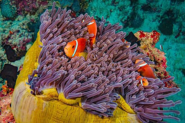 istock Clownfish, Maldives, Indian Ocean 2260205786