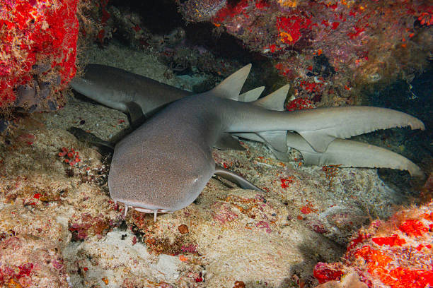 Nurse Shark (Ginglymostoma Cirratum), Maldives, Indian Ocean