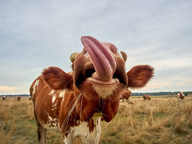 Side view of a cow on a pasture.