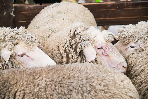 Sheep in the sheep pen on the farm. Agricultural industry. Animal husbandry