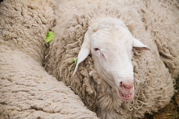 Sheep in the sheep pen on the farm. Agricultural industry. Animal husbandry