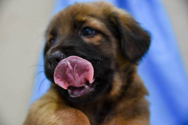 Close-up portrait of a young brown puppy with its tongue curled upward while licking its nose. The image captures a spontaneous and playful moment, highlighting the puppy’s soft fur, dark eyes, and expressive face. A shallow depth of field and softly blurred indoor background draw attention to the puppy’s natural behavior, conveying curiosity, innocence, and early puppy development in a warm domestic setting.