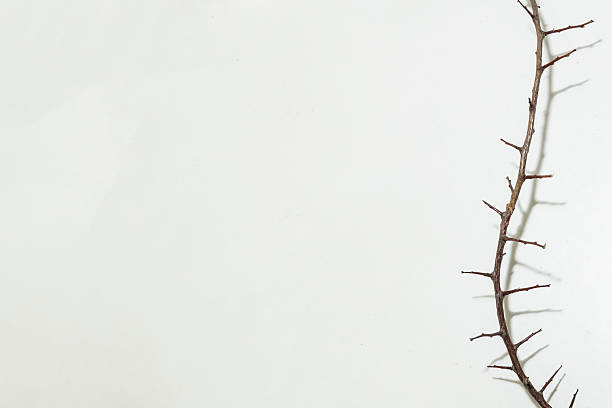 A branch with very sharp thorns in white background. Thorns for the frame to use in design