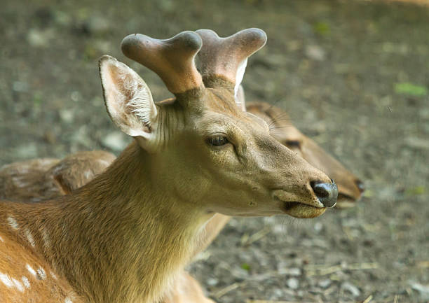 Herds of antelopes roam the zoo for visitors to enjoy.