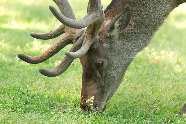 Deer close-up in the Rosa Khutor Zoo