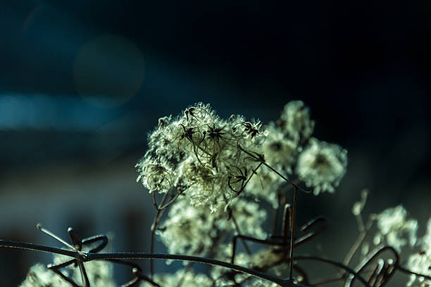 Plant blooming on a metal fence