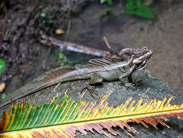 A portrait of a basilisk (jesus christ lizard) sat on a rock in the jungle