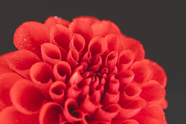 I photographed cut red dahlias indoors, changing the background color to make them easier to use in a design.