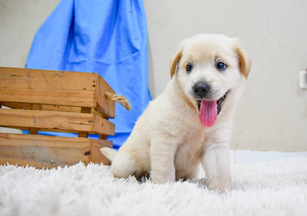 A joyful cream-colored puppy sits on a soft white rug, looking slightly to the side with its tongue out in a playful and friendly expression. The puppy’s fluffy coat, light brown ears, dark eyes, and small black nose are clearly visible, conveying a sense of innocence and curiosity. In the background, a rustic wooden crate and a blue fabric backdrop create a simple indoor studio setting. Soft, natural lighting enhances the texture of the puppy’s fur and highlights its cheerful personality, capturing a warm and endearing moment of early puppyhood.