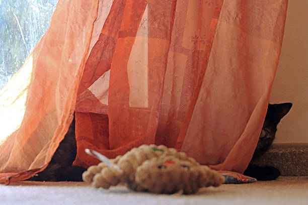 A small black cat playfully hides behind a curtain