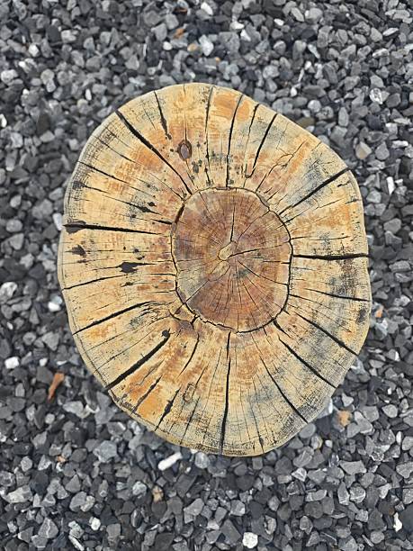Close-up of a tree stump cross section placed on a bed of black gravel. The stump displays distinct growth rings and natural wood textures, with the rough, brownish-orange wood contrasting against the smooth, dark gravel background.